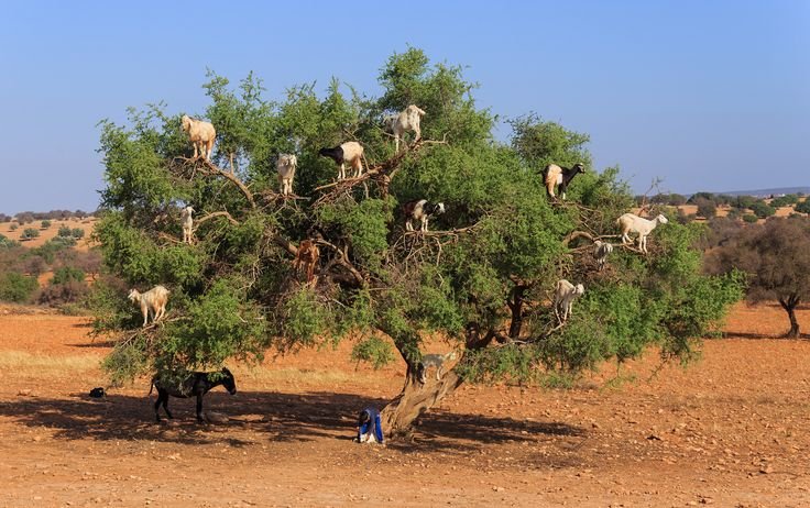 Tree-Climbing Goats of Morocco