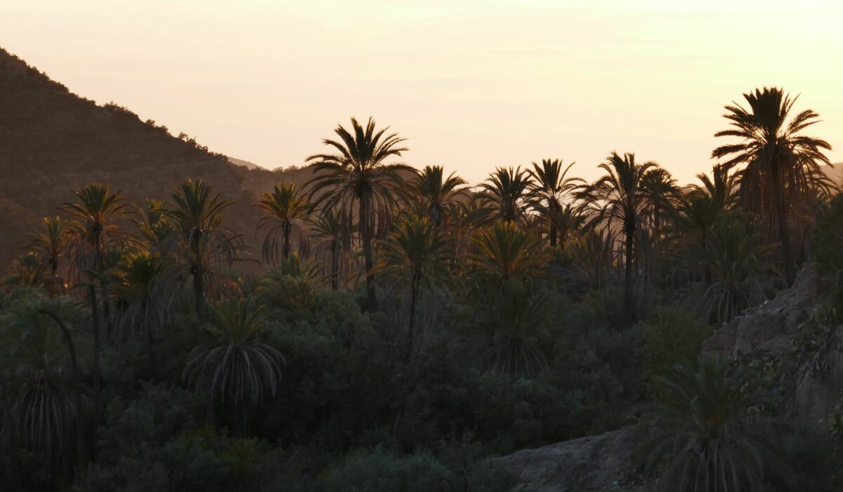 home-palmtree-paradis-valley-morocco-hike