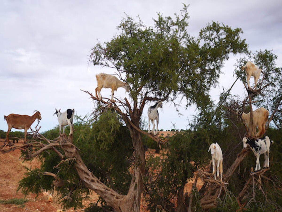 argan-tree-goats-agadir-morocco-ns-2 (1)