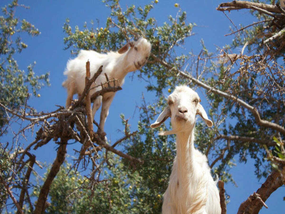 goas-climb-trees-argan-morocco-orig (1) (2)