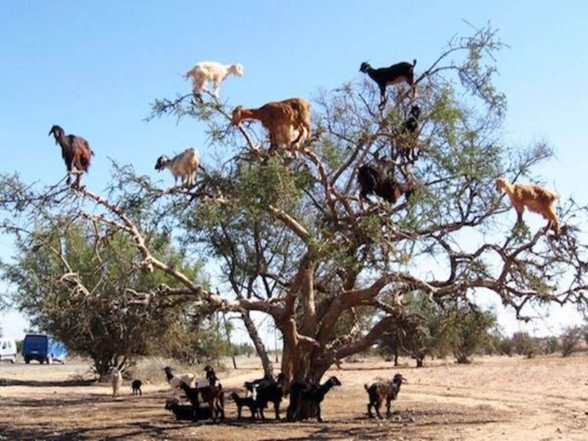 goats-on-tree-morocco-agadir-ns (2)