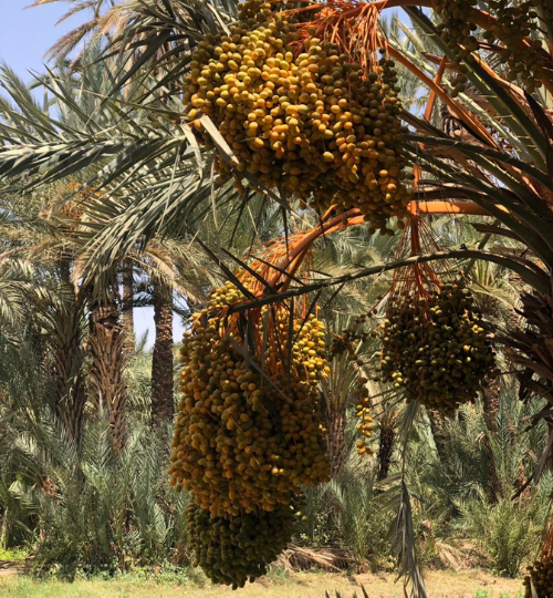 Hiking and swimming in Paradise Valley with Berber family lunch – from Agadir and Taghazout