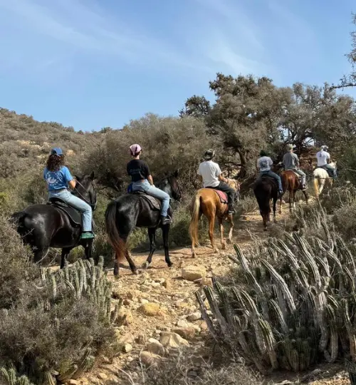 Explore Taghazout’s wild trails on a half-day horse trek through beaches, hills, and untouched nature.